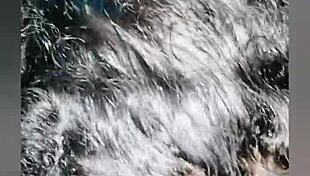 I sucked the newbie's milk, follow my channel Wanessa Silva1422