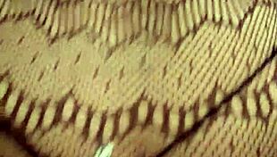 Wife gives blowjob then rides in cowgirl and doggystyle.