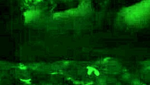 Eating her sweet pussy so good she tries to squirm away from orgasm