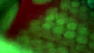 Amateur compilation of cock sucking and riding.