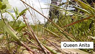 ये नई काली चूत ब्लोजॉब के लिए चेक करो