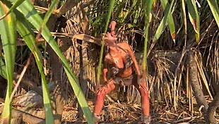 Wild Amazon Monika Fox Explores Outdoor Adventures With Costumes