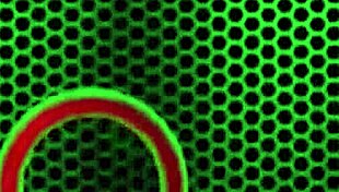 Charlee Chase Performs Cunilingus on Big Pussy Lips