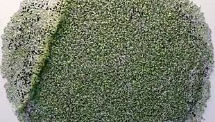 Blonde hottie loses new year's to sit on akillies black's dick