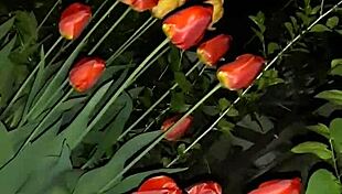 i invited my neighbor to see the flowers, then fucked her mouth 😍