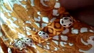 Pakistani whatsapp call sex