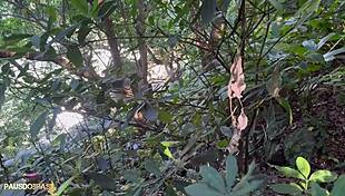 Twink Sucks Big Cock In Intense Gay Blowjob Session