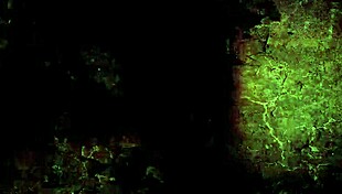 my secret life unveiled in vintage hentai cartoon style