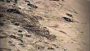 tall muscular bodybuilder gets handjob and blowjob on beach