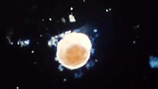 Celebrating the Triumph of Birth in Reality