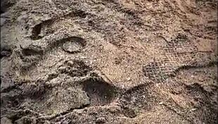 tall muscular bodybuilder gets handjob and blowjob on beach