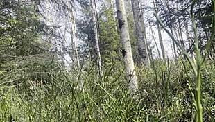 Public Forest Bang with Tight Secretary in Short Skirt