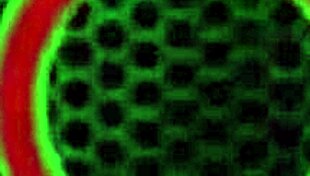 andi ray gives bjs behind alley dumpster milking rome major’s bbc