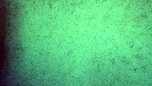 Panties Try On Haul Thong Only Ass Shaking Teasing Free!