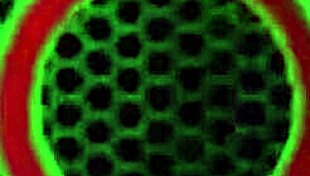 christie stevens teal conrad