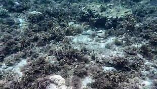 Beauty asian girl shows off huge dildo in homemade video