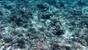 Beauty asian girl shows off huge dildo in homemade video