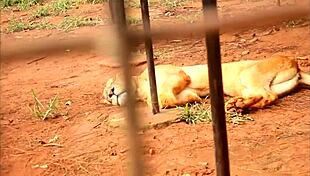 Footballer Fucks Mature Woman In Public Park