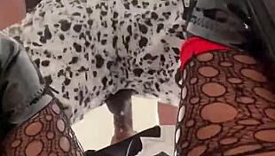 cruella craves some big black cock riding