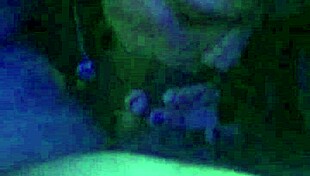 Small cute chick swallows dick in homemade amateur video