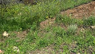 American Tourist Shocked by Sextoy Dealer Offering Second Hand Dildo!