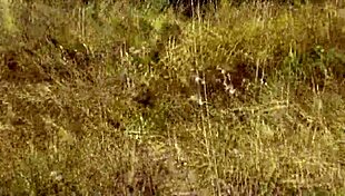 wild beach pervert jerks off to naked blonde 😍