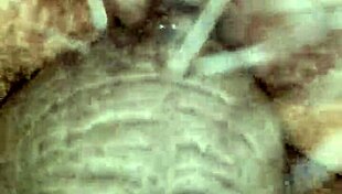 Multiple Creampie In Pussy