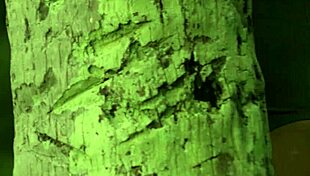 asian milf model's small tits and perfect body fully exposed