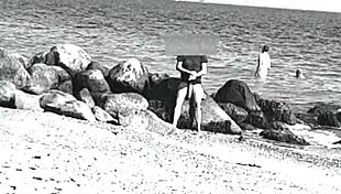 imagine spotting that huge cock swaying among nude beach nudists